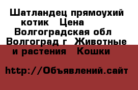 Шатландец прямоухий котик › Цена ­ 550 - Волгоградская обл., Волгоград г. Животные и растения » Кошки   